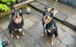 Welsh Collie dogs for sale: Welsh Collie (Tri Colour) Puppies for sale - Image 13