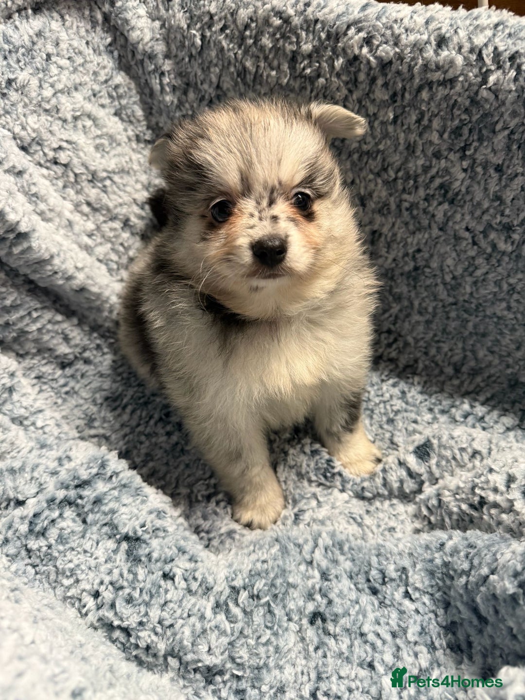 Pomeranian dogs for sale: Puppies Ready for new homes  - Advert 30