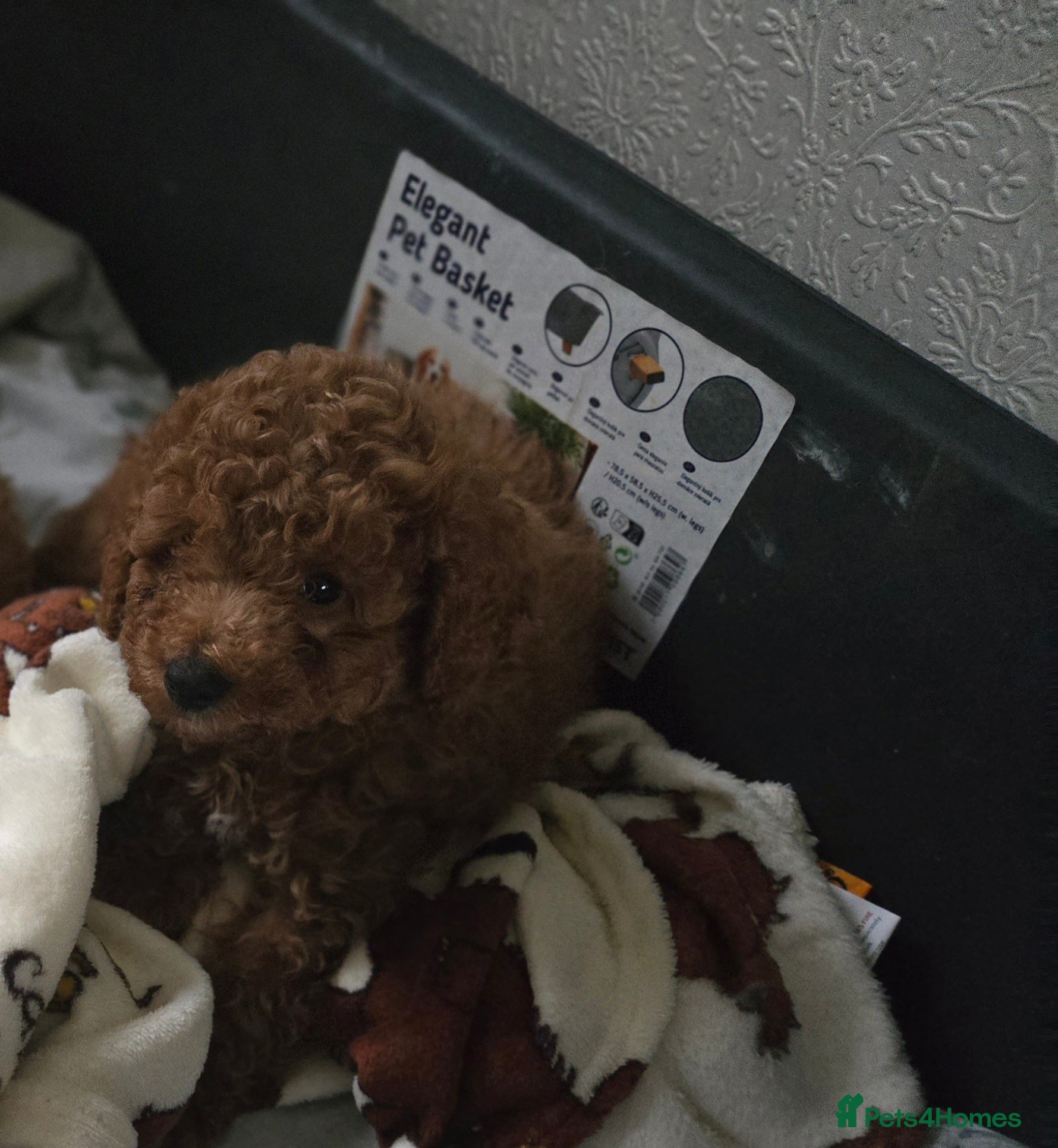 Toy Poodle dogs Toy poodles  - Advert 12