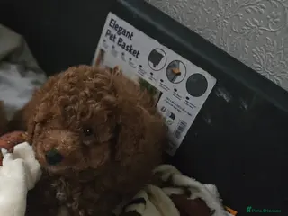 Toy Poodle dogs Toy poodles - Advert 12