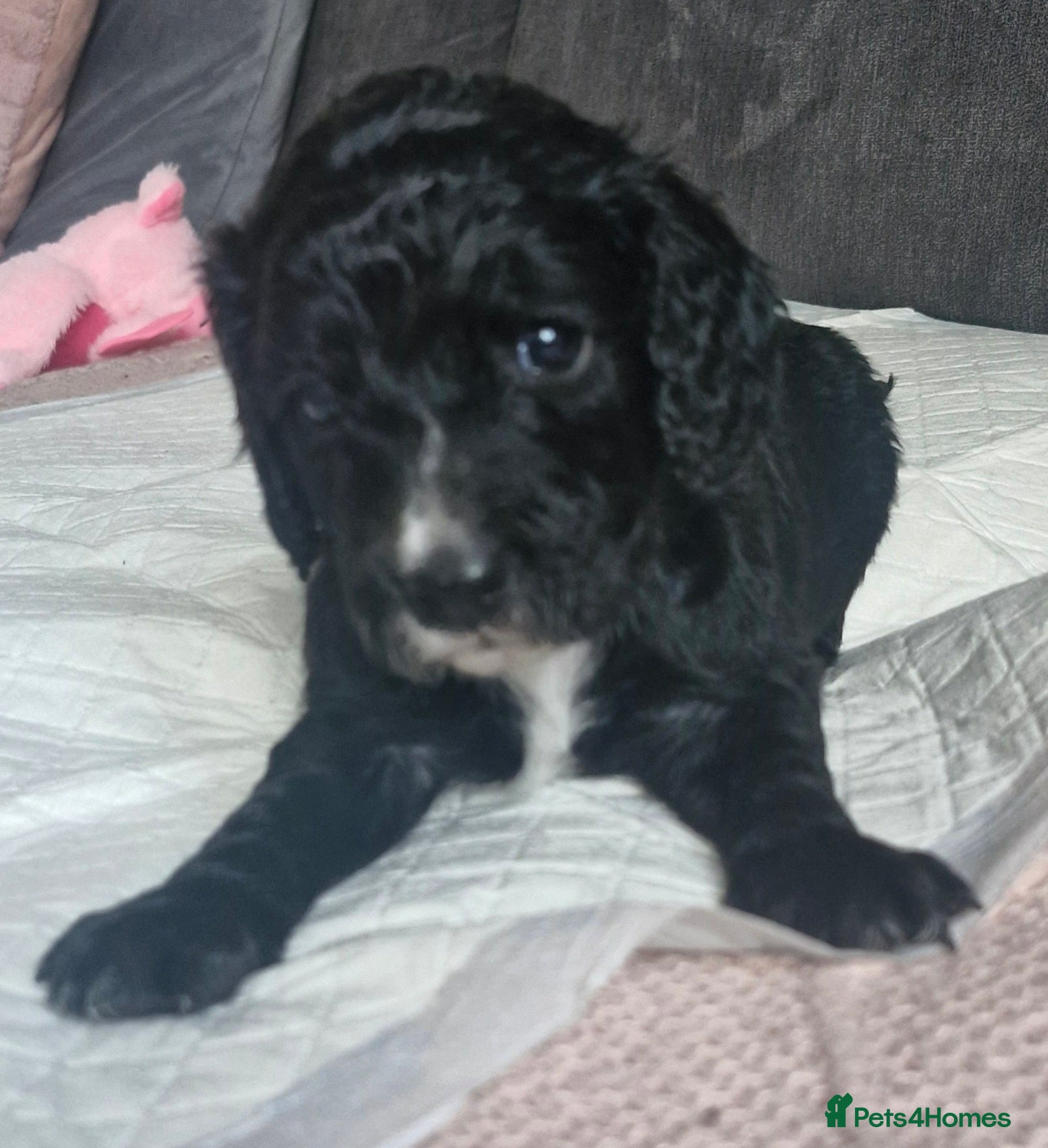 Mixed Breed dogs Stunning cavapoo x cockapoo litter - Advert 3