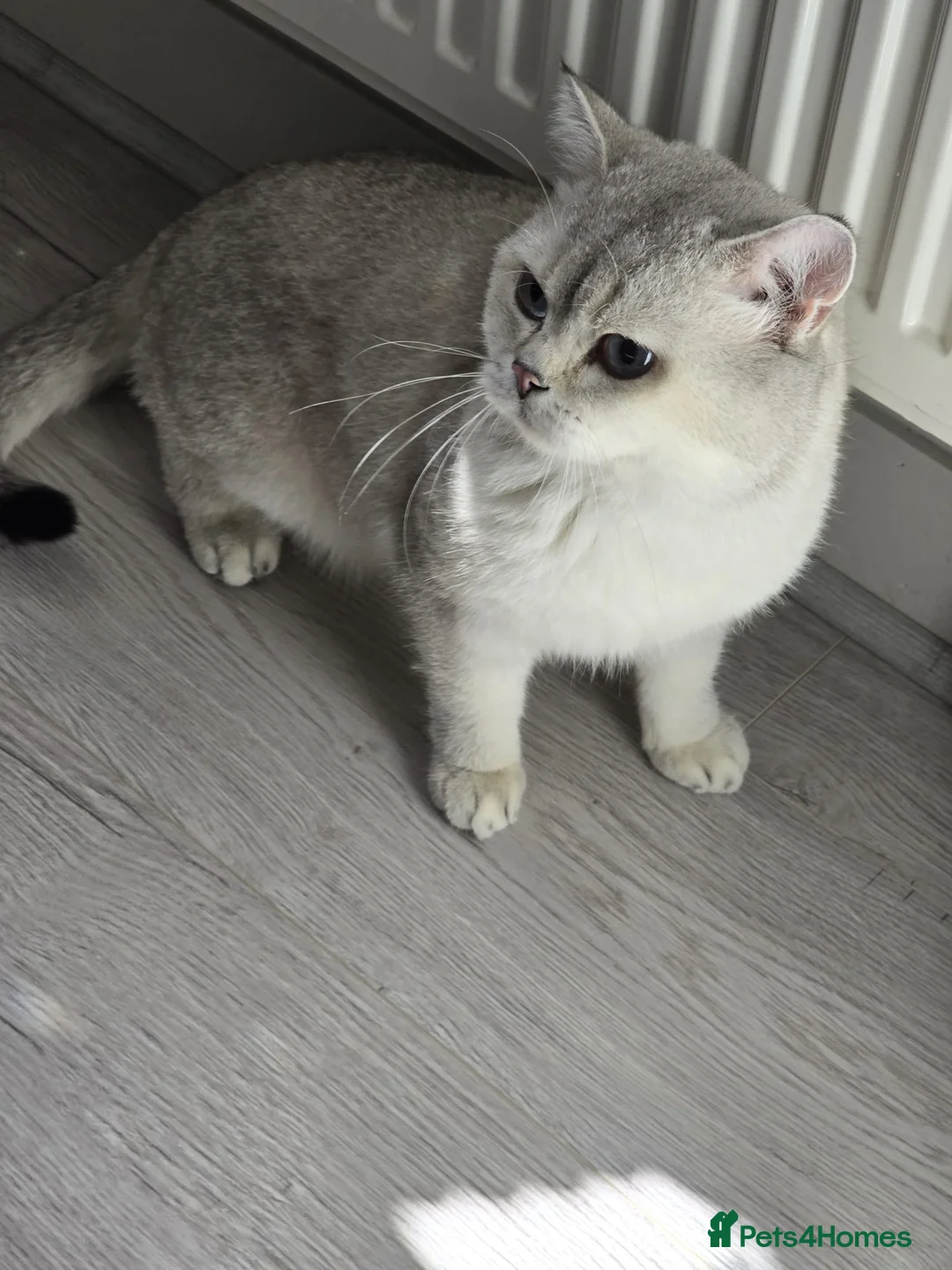 British Shorthair cats for sale: Two male cats  - Advert 6