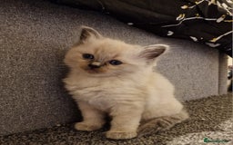 Ragdoll cats for sale: 4 ragdoll x ragamuffin fluffy kittens  - Image 10