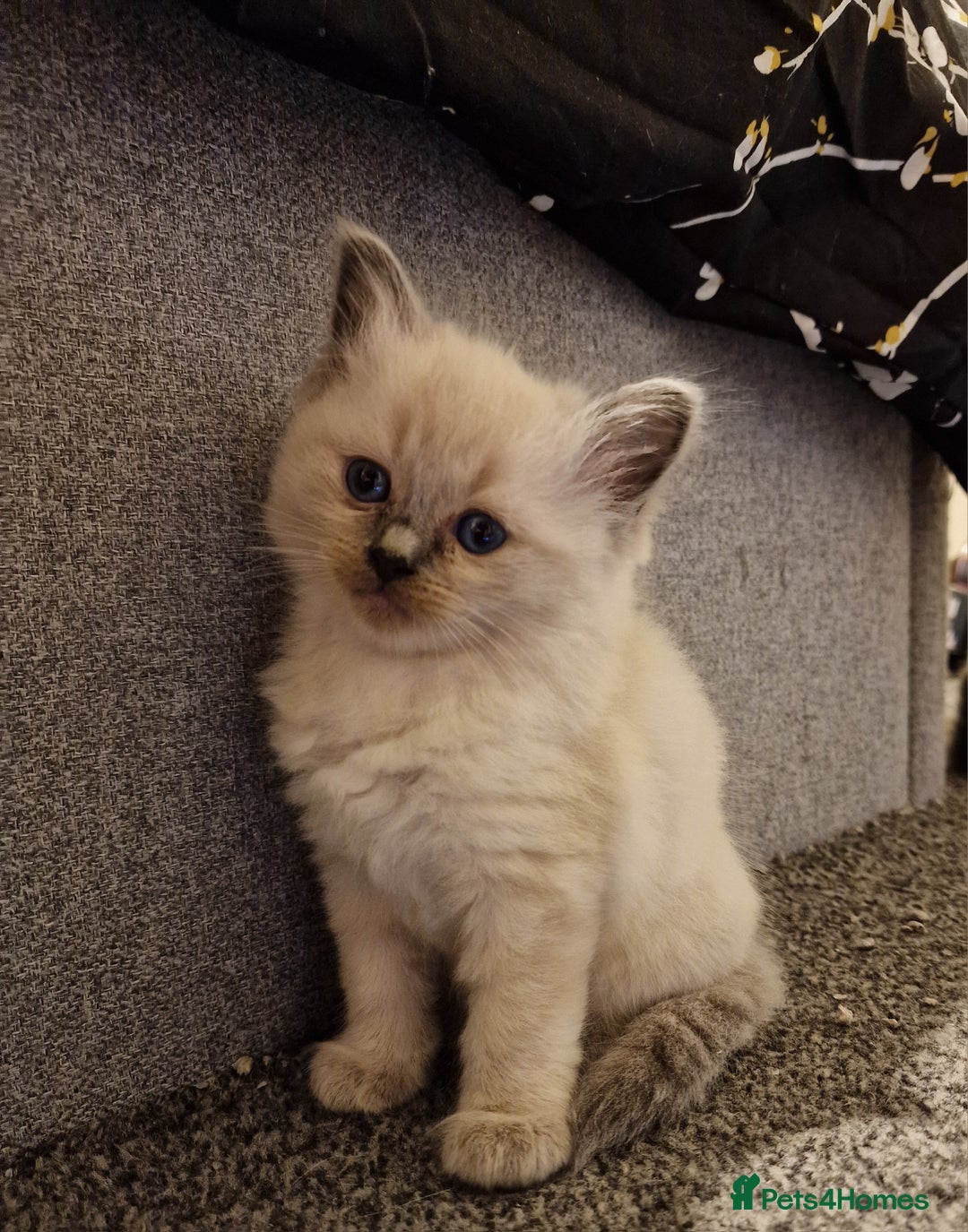 Ragdoll cats for sale: 4 ragdoll x ragamuffin fluffy kittens  - Image 10