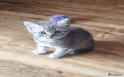 British Shorthair cats for sale: Pedigree British Shorthair kittens - Image 6