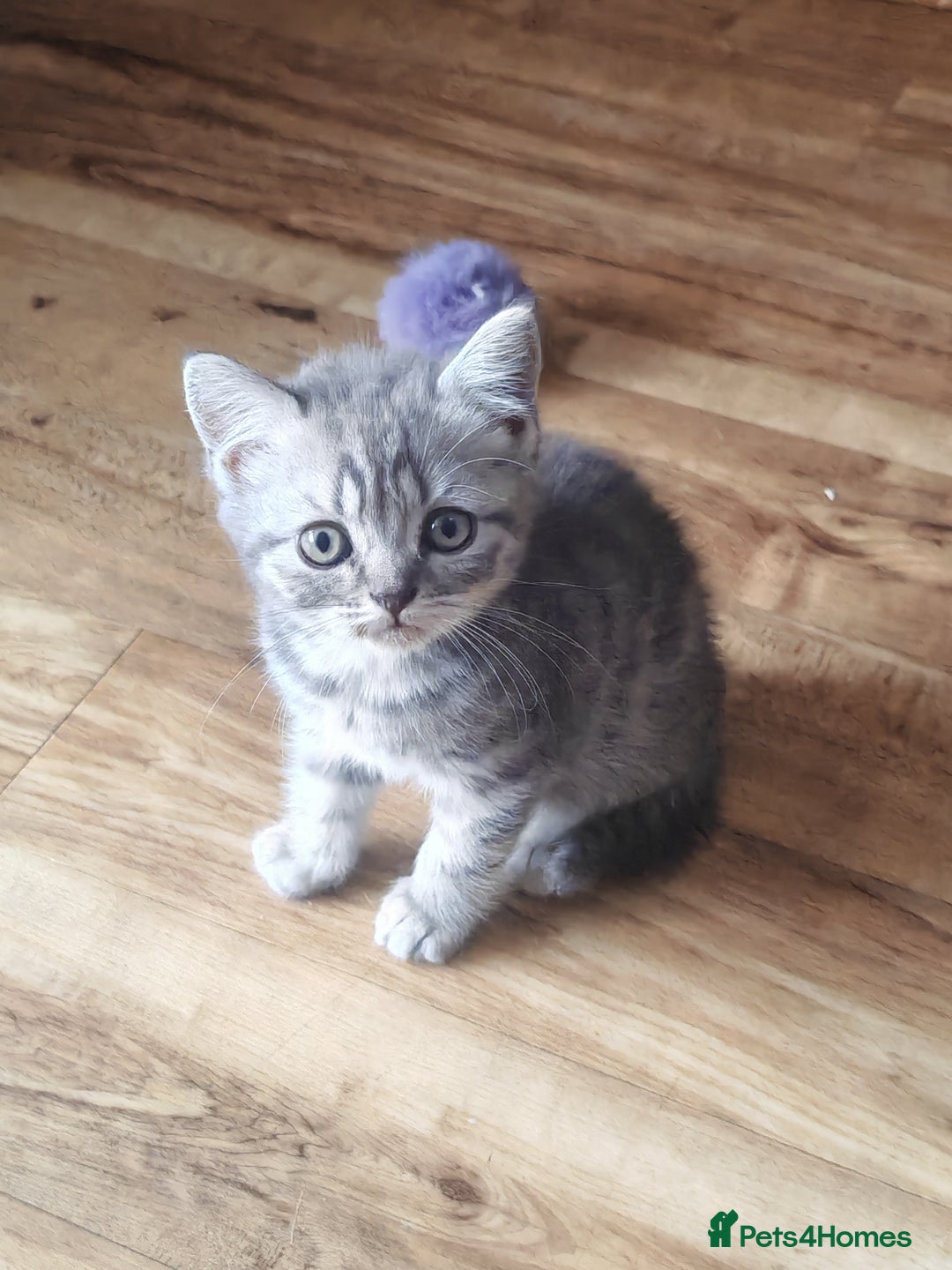 British Shorthair cats for sale: Pedigree British Shorthair kittens - Image 6