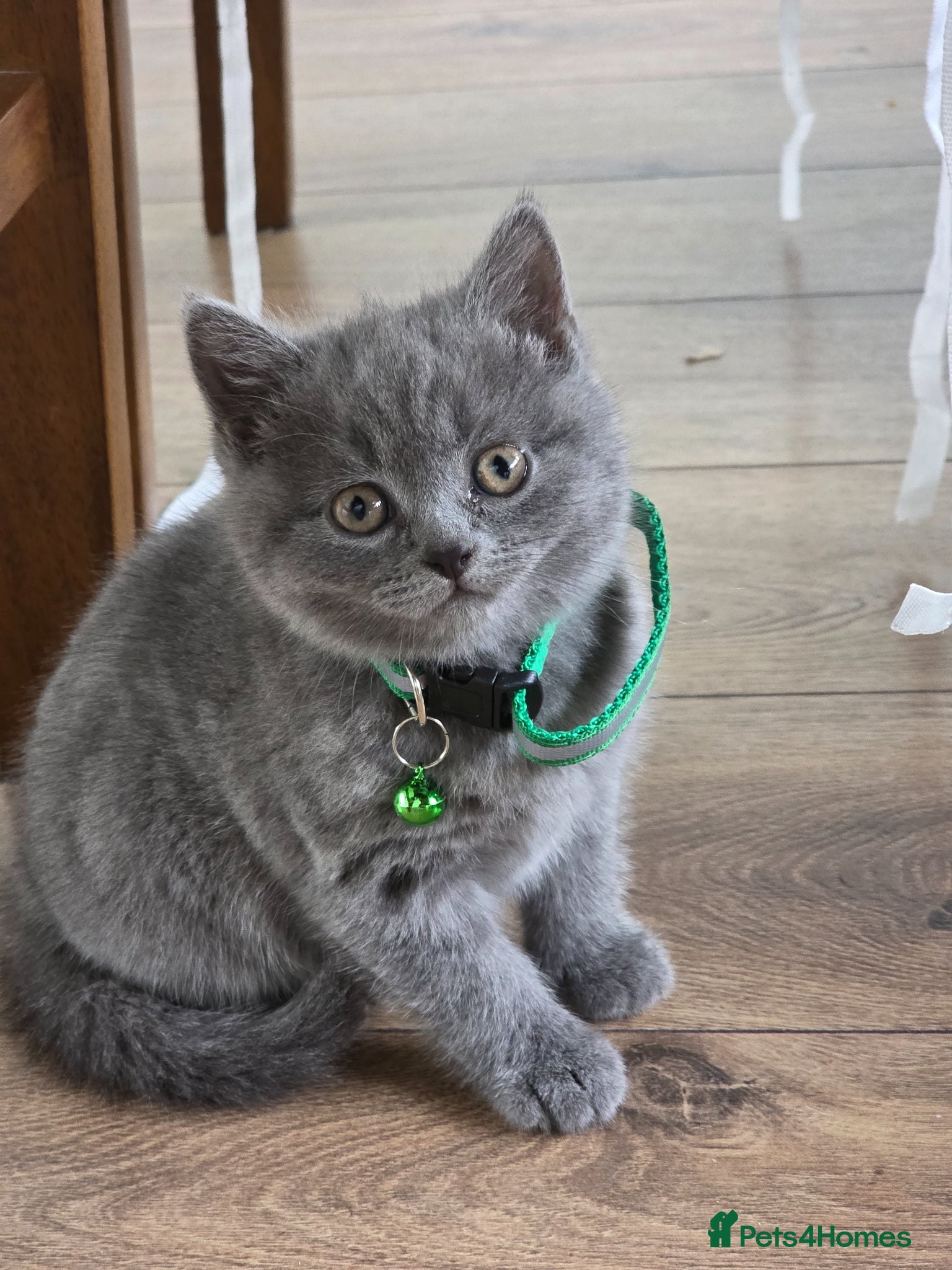 British Shorthair cats Beautiful British Shorthair Kittens  - Advert 3