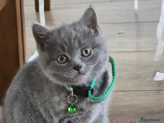 British Shorthair cats Beautiful British Shorthair Kittens - Advert 3