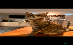 Savannah cats for sale: My beautiful f2 savannah cat is for sale  - Image 1