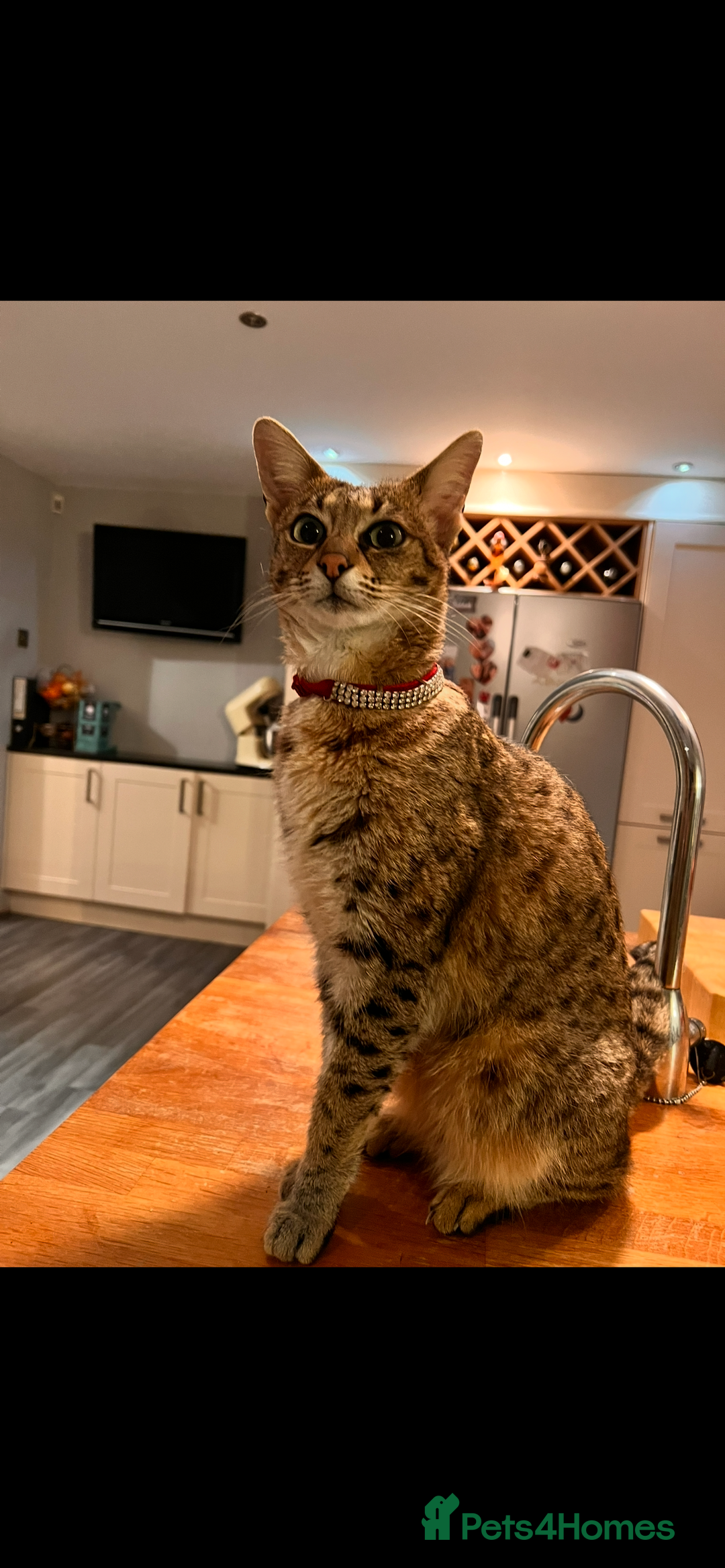 Savannah cats for sale: My beautiful f2 savannah cat is for sale  - Image 1