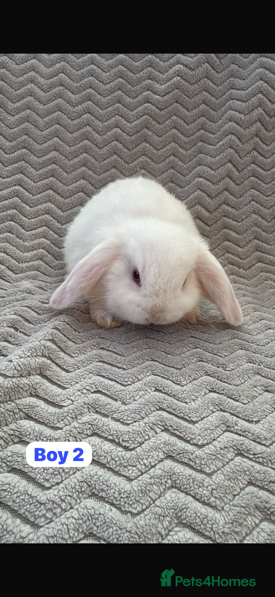 Mini Lop rabbits ✨ Mini Lops for sale✨ - Advert 1