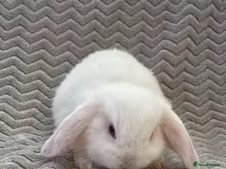 Mini Lop rabbits ✨ Mini Lops for sale✨ - Advert 1