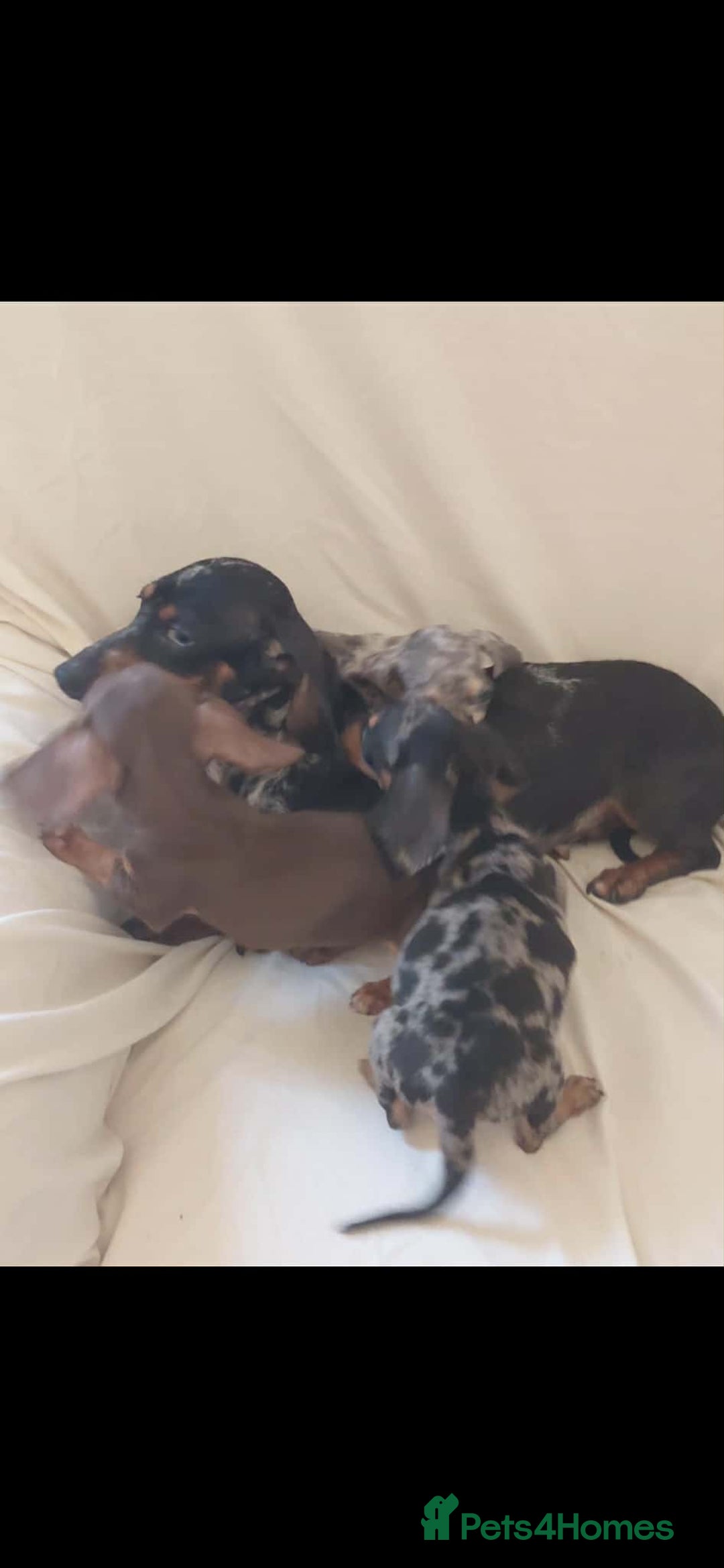 Dachshund dogs for sale: 3 beautiful girls  - Advert 2