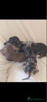 Dachshund dogs 3 beautiful girls - Advert 3