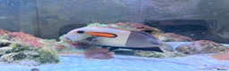 Other/Mixed Breed fish for sale: Orange Shoulder Tang & Cream Angelfish Marine Fish in Hailsham - Advert 5