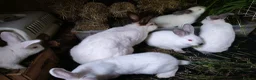 Californian rabbits for sale: Californian & New ZEALAND babies in Wallington - Advert 3
