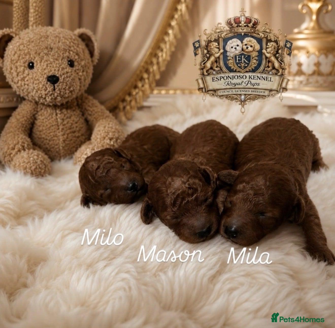 Toy Poodle dogs 🤎👑 ESPONJOSO tiny Half Asian Toy Poodles 👑🤎 - Advert 5