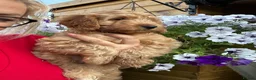 Cockapoo dogs for sale: Stunning F1 puppies Champions Bloodlines  - Advert 6