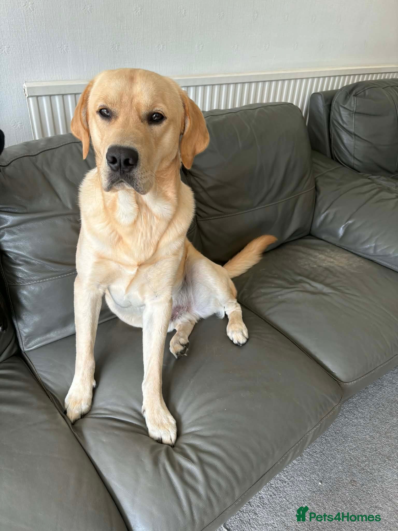 Goldador dogs Golden retriever puppy  - Advert 1