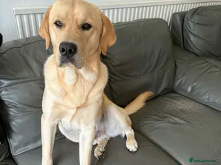 Goldador dogs Golden retriever puppy - Advert 1