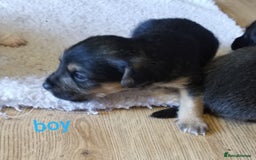 Jackapoo dogs for sale: Jackapoo puppies - Image 19