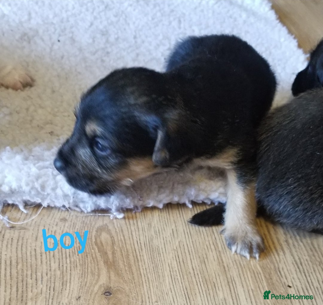 Jackapoo dogs for sale: Jackapoo puppies - Image 19