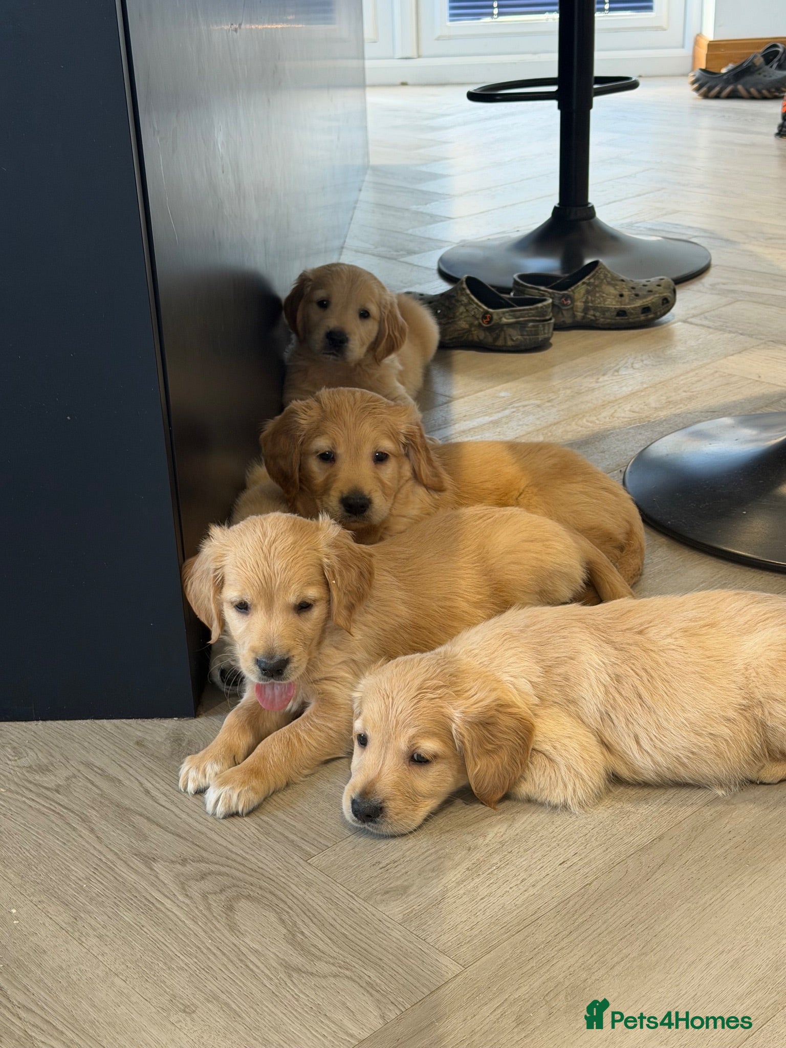 Golden Retriever dogs Kennel club registered beautiful litter of puppies - Advert 6
