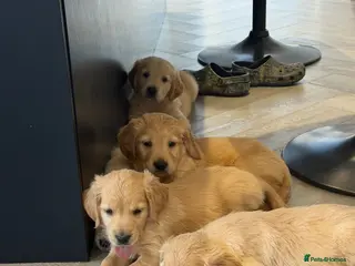 Golden Retriever dogs Kennel club registered beautiful litter of puppies - Advert 6