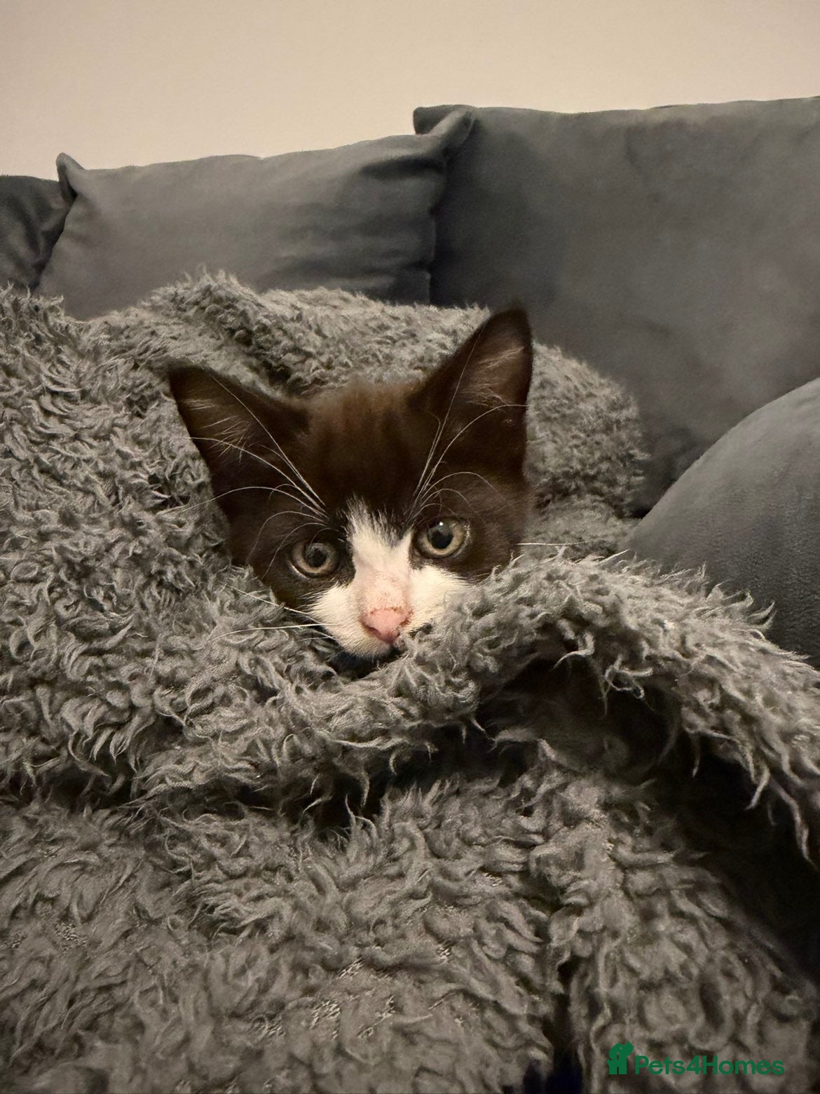 Mixed Breed cats Oreo - 9 Weeks - Advert 1