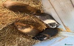 Guinea Pig rodents for sale: Baby male guinea pigs Ready to go now  - Image 1