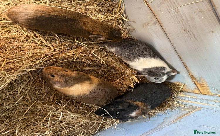 Guinea Pig rodents - Advert 1