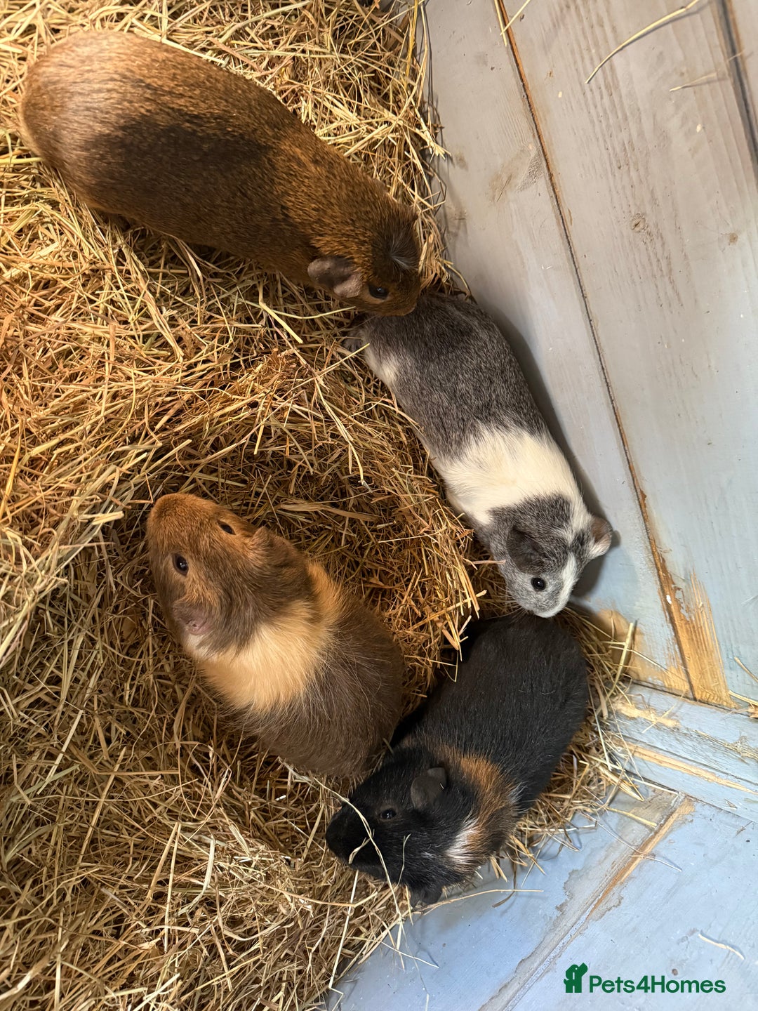 Guinea Pig rodents for sale: Baby male guinea pigs Ready to go now  - Image 1
