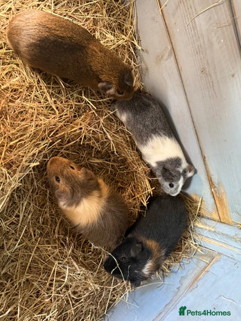 Guinea Pig rodents - Advert 4