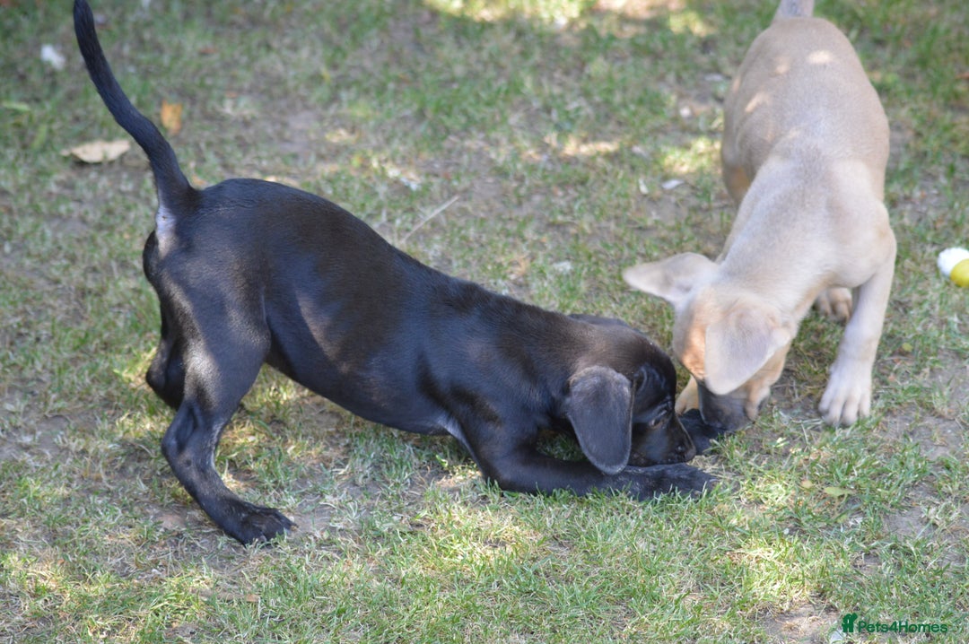 Mixed Breed dogs for sale: Mixed Breed Pups - Image 8