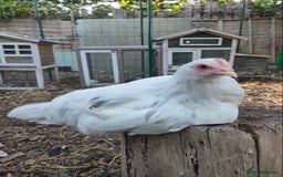 Chickens poultry for sale: 3 beautiful hens for sale - Image 3