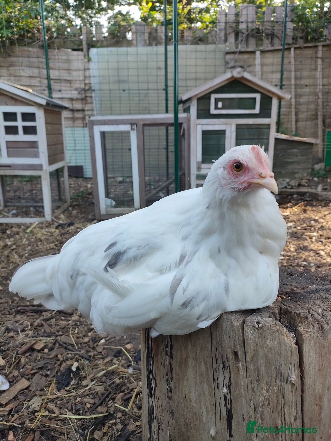 Chickens poultry for sale: 3 beautiful hens for sale - Image 3