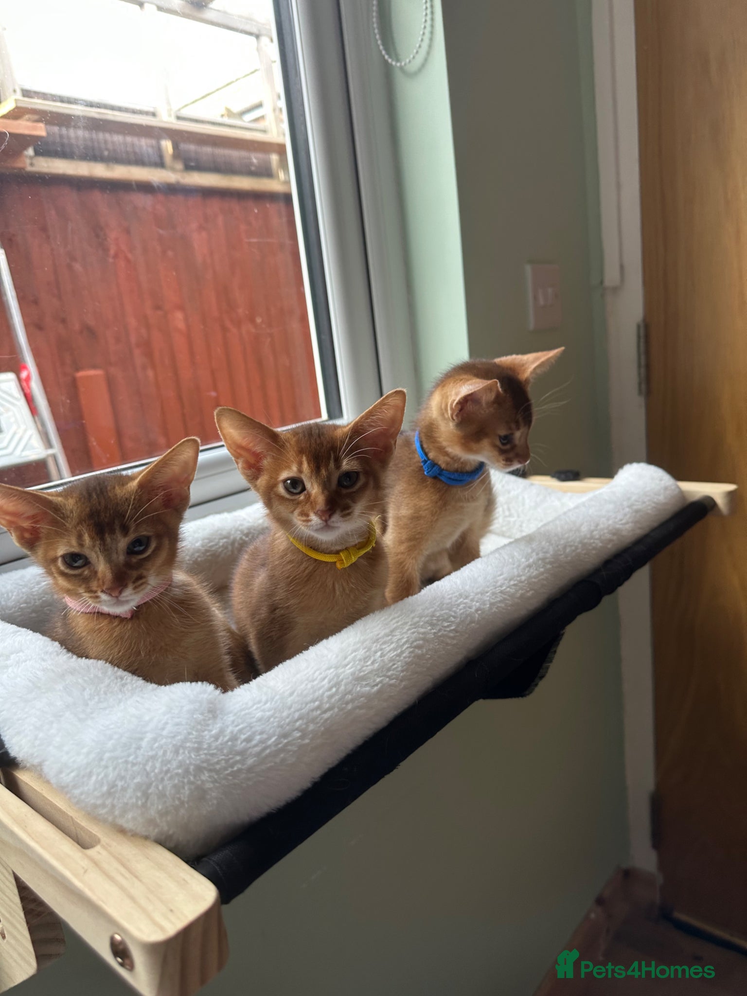 Abyssinian cats for sale: Abyssinian kittens  - Advert 6