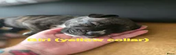 Mixed Breed dogs for sale: Border collie cross pups  - Advert 4