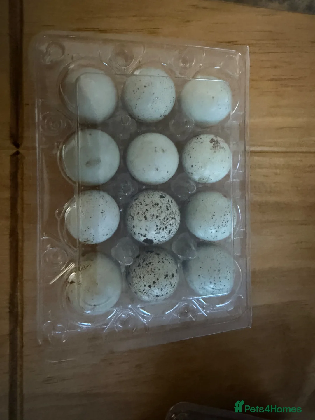 Quail poultry for sale: Celedon blue quail eggs  in Chester-le-Street - Advert 3