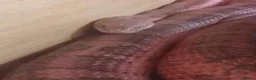 Corn Snake reptiles for sale: Corn snake for sale only  - Advert 2