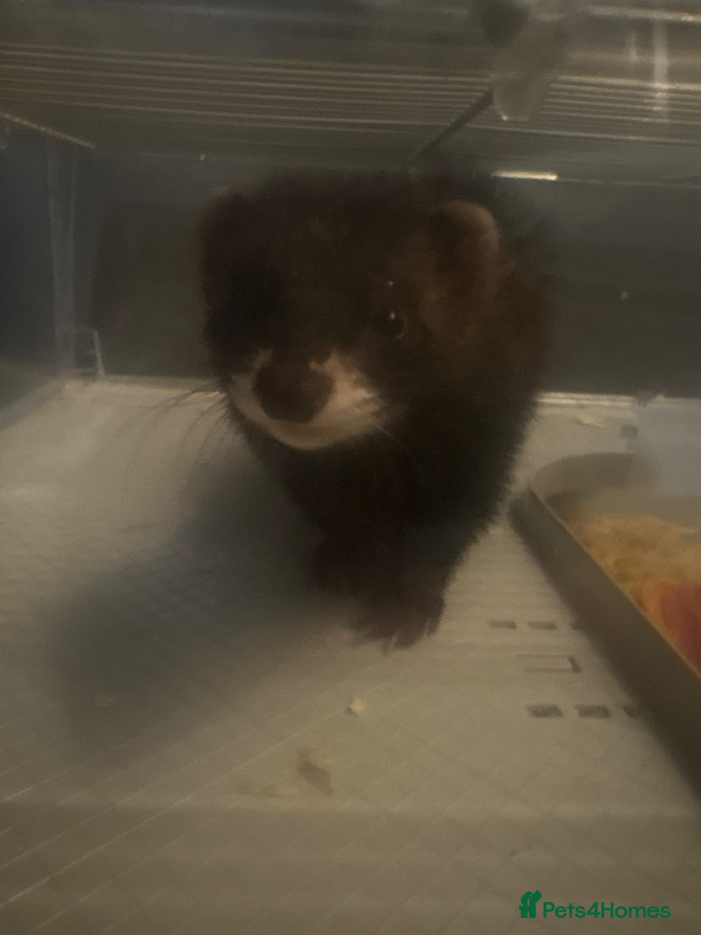 Ferret rodents Jill ferret  - Advert 1