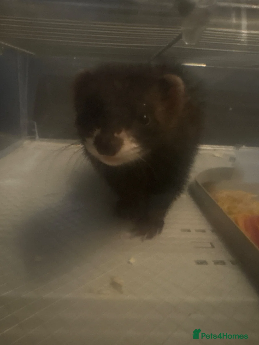 Ferret rodents for sale: Jill ferret  in Worksop - Advert 1