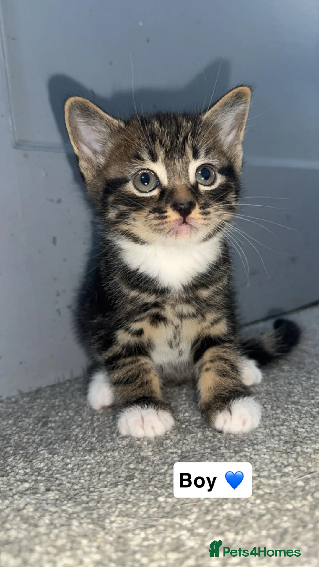 Mixed Breed cats for sale: 4 kittens looking for there forever homes  in Peterborough - Advert 2