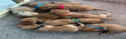 Labrador Retriever dogs for sale: Dark fox red Labrador Retriever Puppies For Sale  in Corwen - Advert 15
