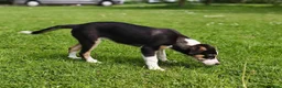 Border Collie dogs for sale: Tri Coloured Border Collie Pups - Advert 4