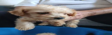 Jackapoo 3