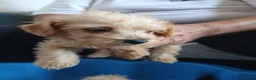 Jackapoo dogs for sale: Cockapoo puppy in Witney - Advert 7