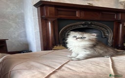 Persian cats for sale: Persian chinchilla x Scottish fold  - Image 4