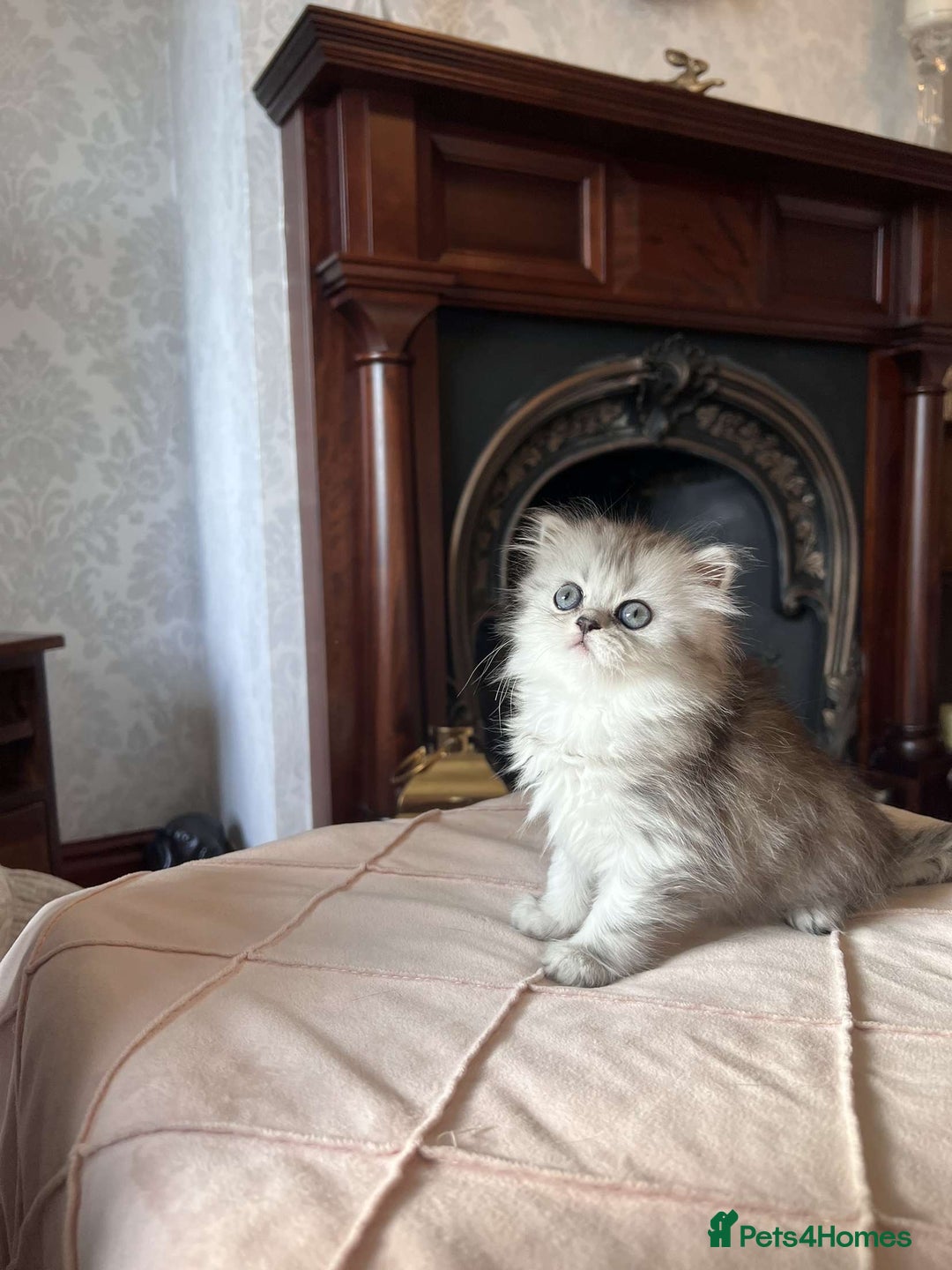 Persian cats for sale: Persian chinchilla x Scottish fold  - Image 4