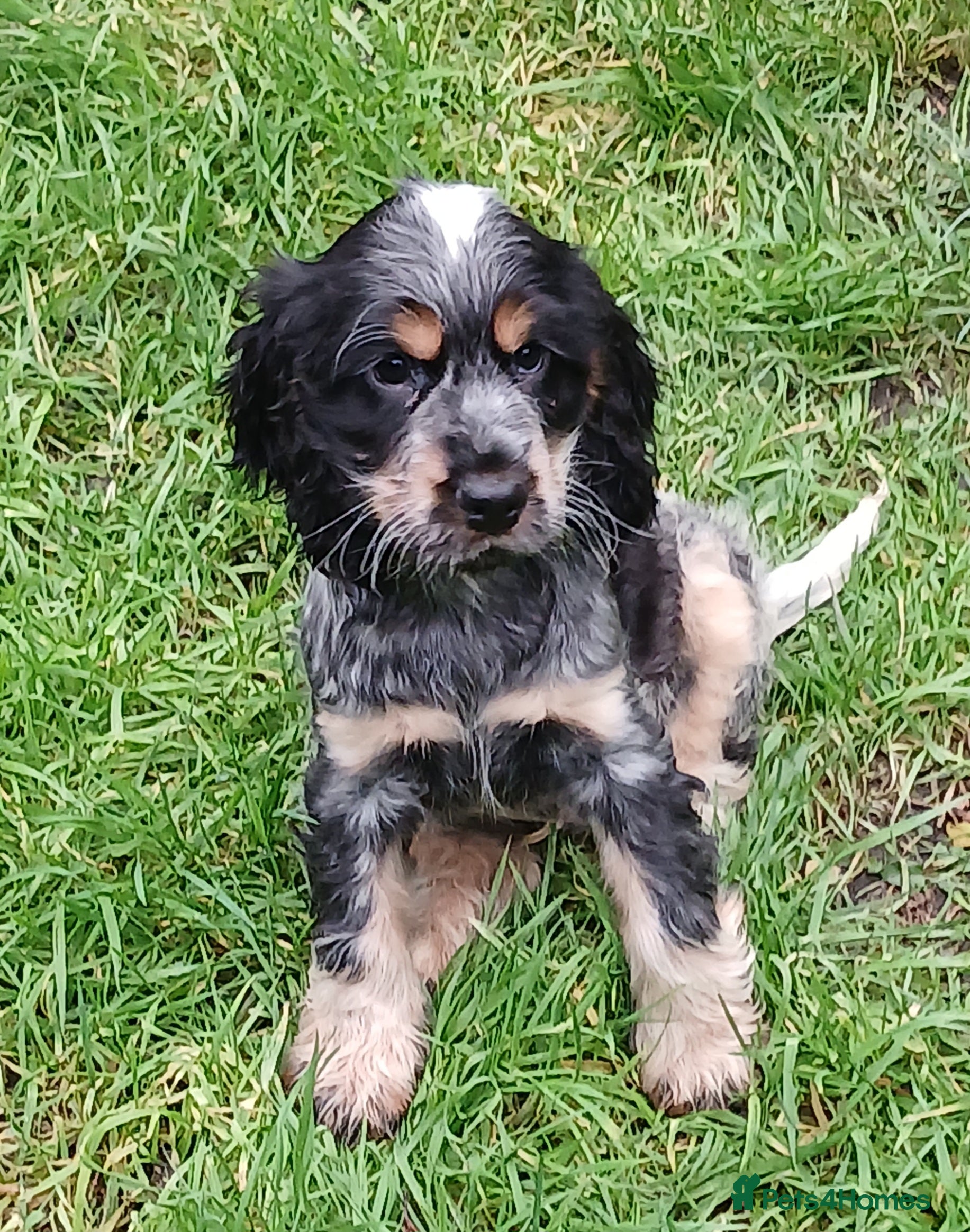 Cocker Spaniel dogs   Show Cocker Spaniels KC reg. - Advert 10